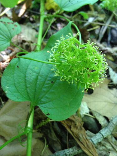 Using Plant Identification to Discover Smooth Carrion Flower